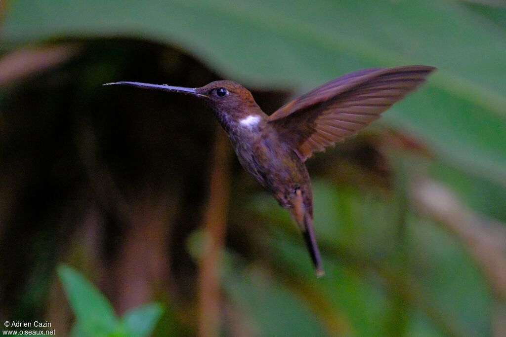 Brown Incaadult, Flight