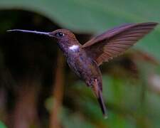 Brown Inca