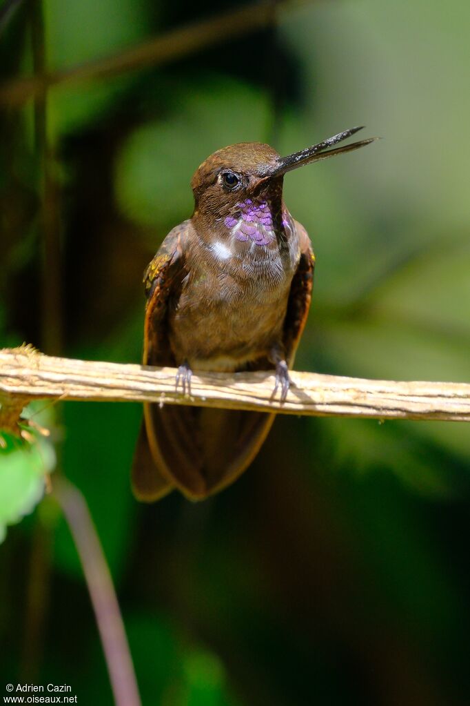 Brown Inca