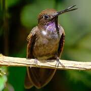Brown Inca