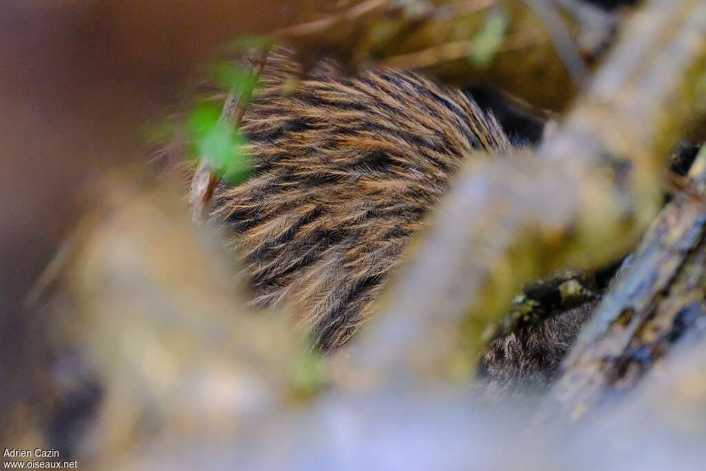 Southern Brown Kiwi, aspect