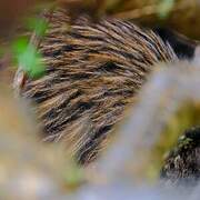 Southern Brown Kiwi