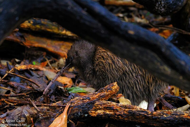 Kiwi australadulte, identification