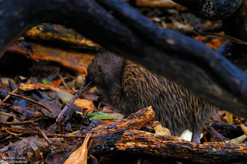 Southern Brown Kiwiadult, identification