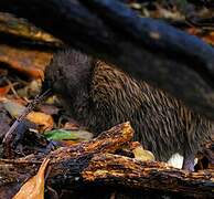 Southern Brown Kiwi