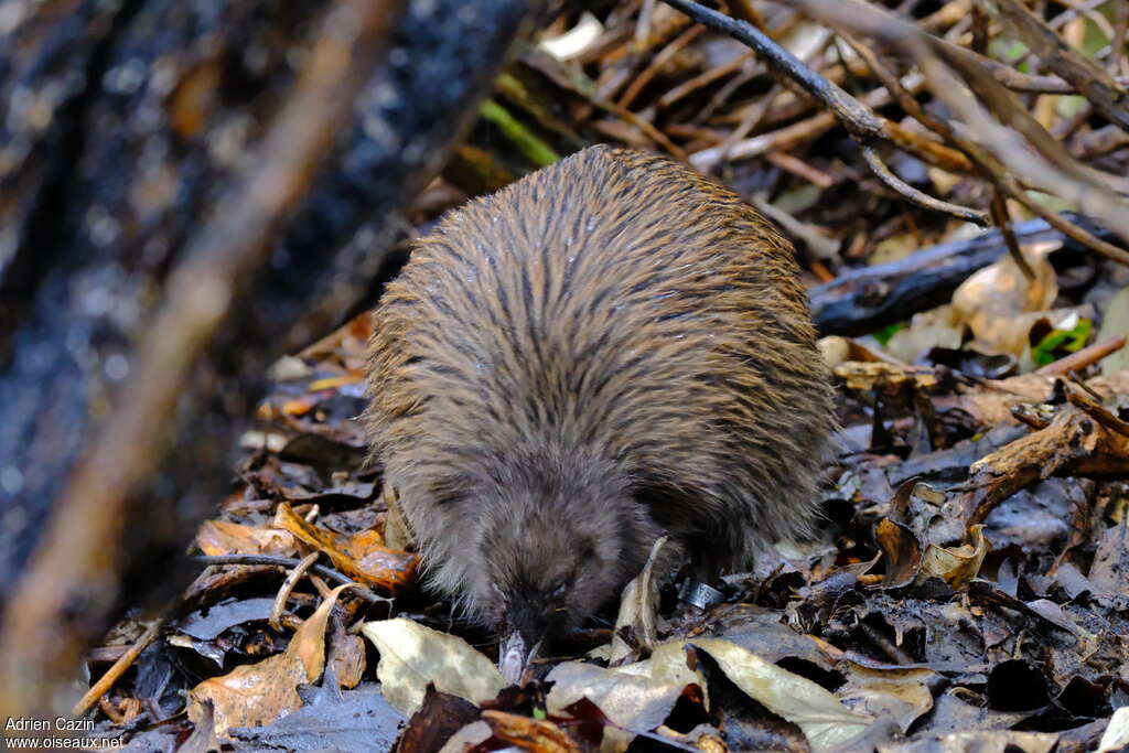 Southern Brown Kiwiadult, eats