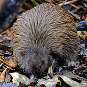 Southern Brown Kiwi