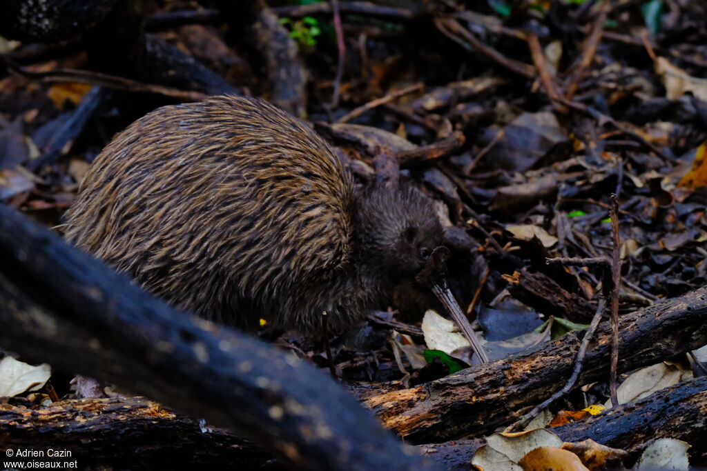 Southern Brown Kiwiadult, identification, aspect, eats