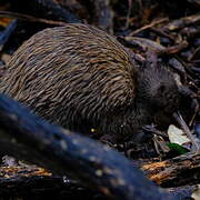 Southern Brown Kiwi