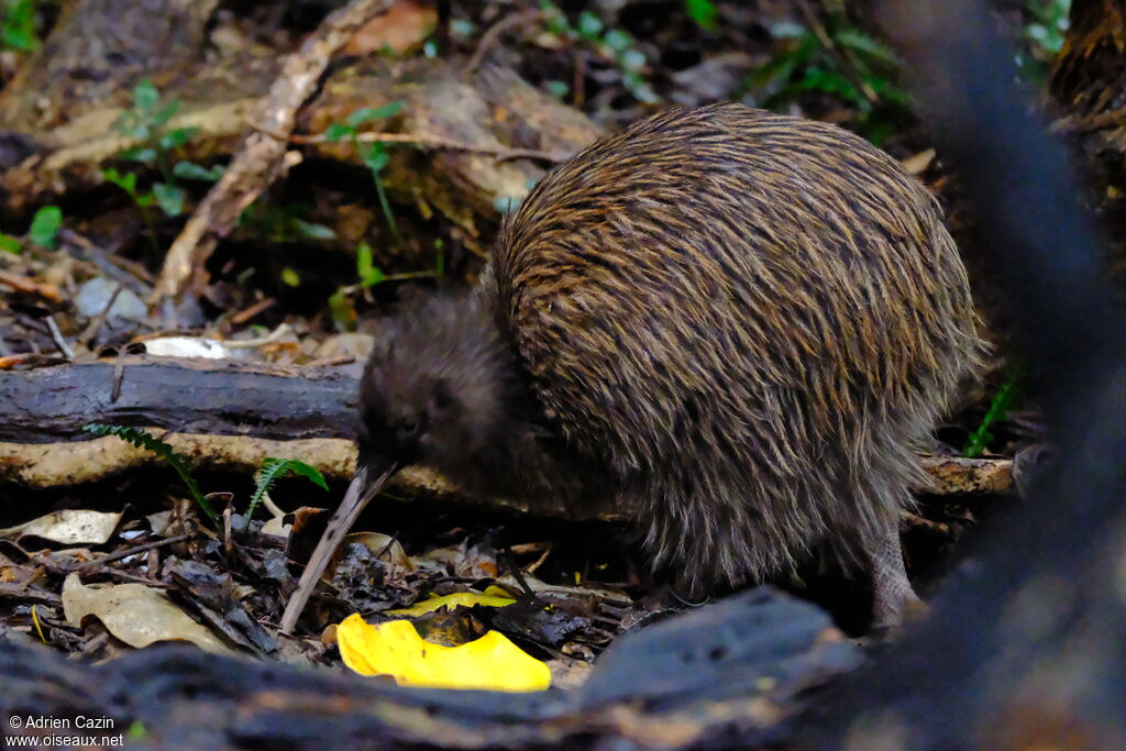 Kiwi australadulte, identification, composition, mange