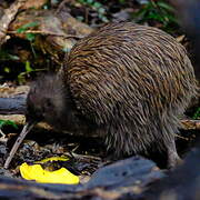 Southern Brown Kiwi