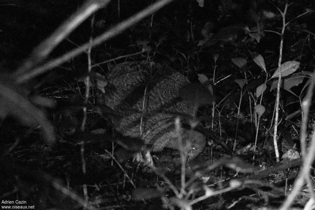 Little Spotted Kiwi, identification