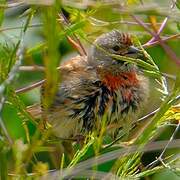 Common Linnet
