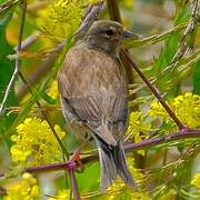 Common Linnet