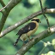 Laughing Falcon