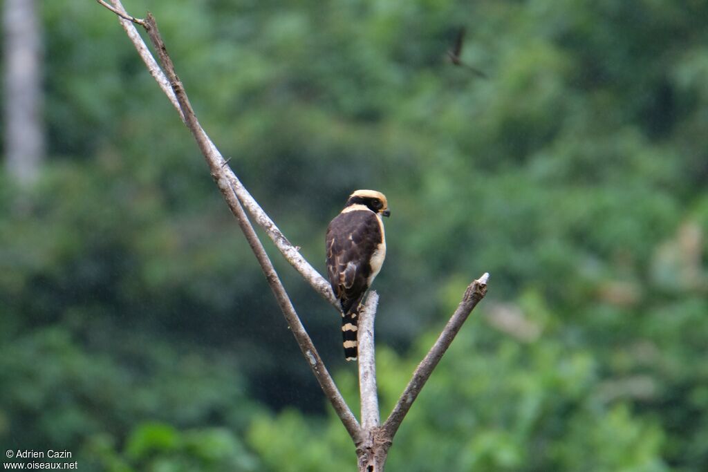 Laughing Falconadult