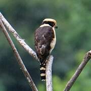 Laughing Falcon