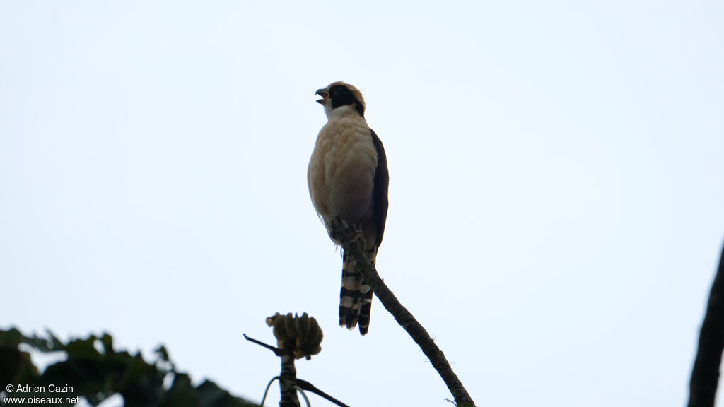 Macagua rieuradulte, identification