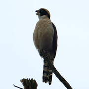 Laughing Falcon