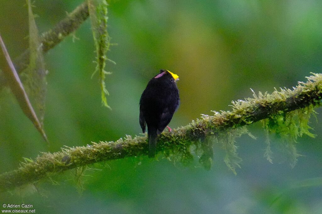 Manakin aux ailes d'or mâle adulte