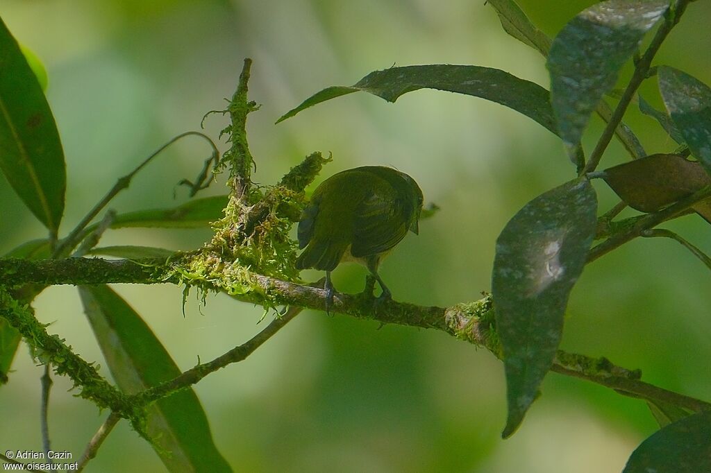 Green Manakinadult