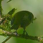 Manakin vert