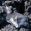 Manchot des Galapagos