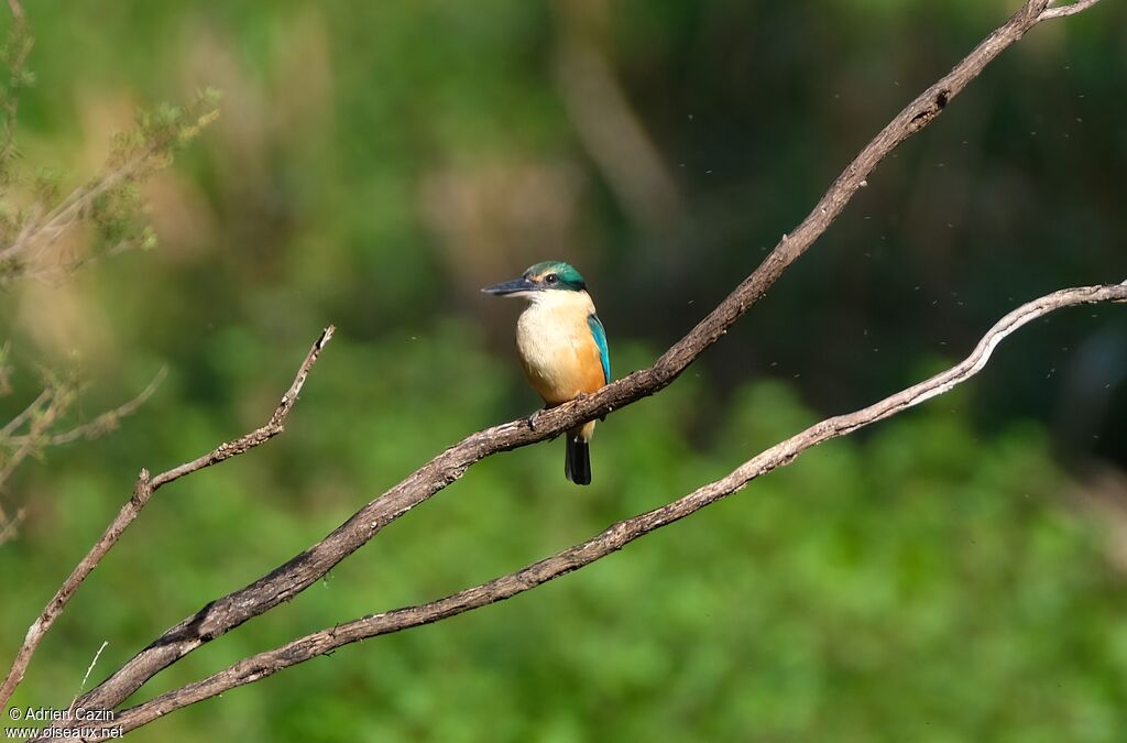 Sacred Kingfisheradult