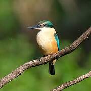 Sacred Kingfisher