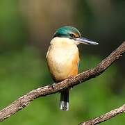 Sacred Kingfisher