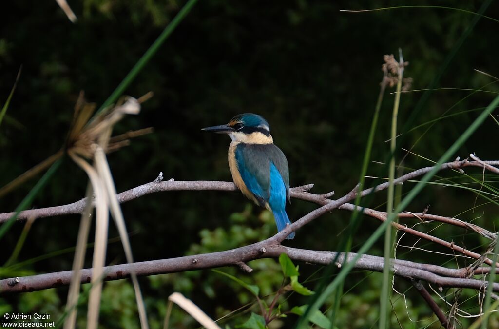 Sacred Kingfisheradult