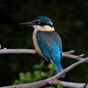 Sacred Kingfisher