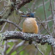 Sacred Kingfisher