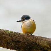 Sacred Kingfisher