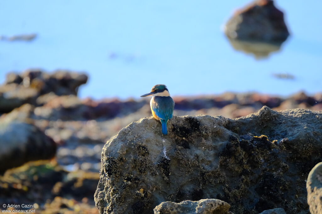 Sacred Kingfisheradult