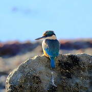 Sacred Kingfisher