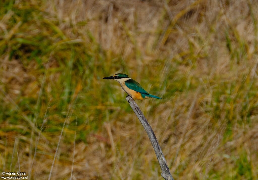 Sacred Kingfisher