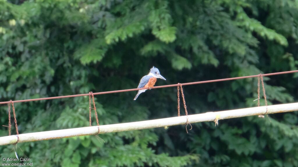 Ringed Kingfisher