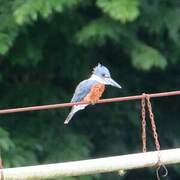 Ringed Kingfisher