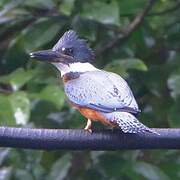 Ringed Kingfisher