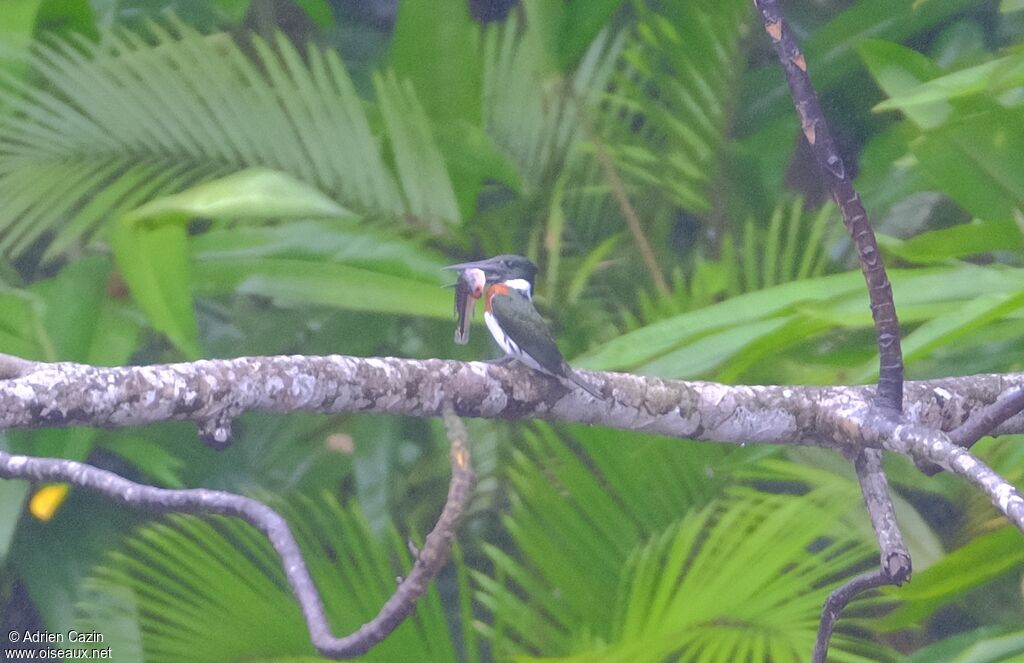 Amazon Kingfisher male adult, fishing/hunting