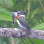 Martin-pêcheur d'Amazonie