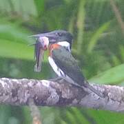 Martin-pêcheur d'Amazonie