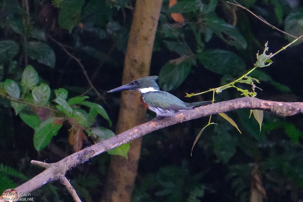 Amazon Kingfisher male adult