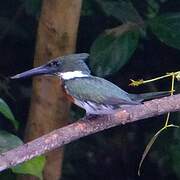 Martin-pêcheur d'Amazonie