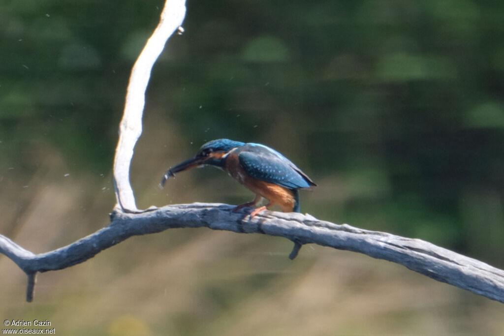 Martin-pêcheur d'Europeadulte, mange