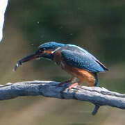 Common Kingfisher