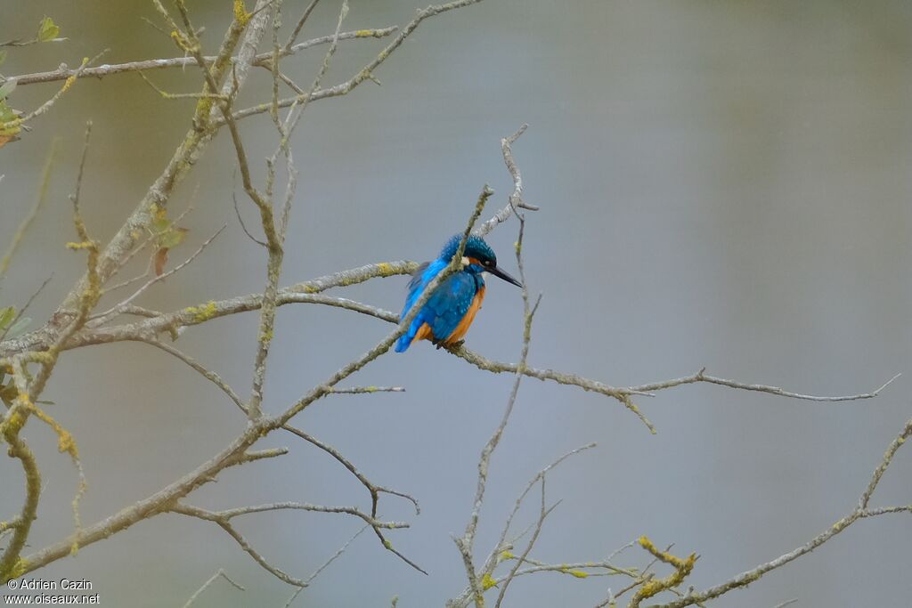 Common Kingfisheradult