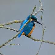 Common Kingfisher