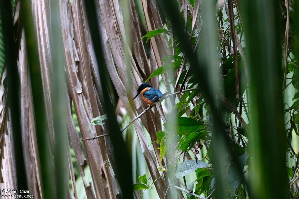 American Pygmy Kingfisheradult